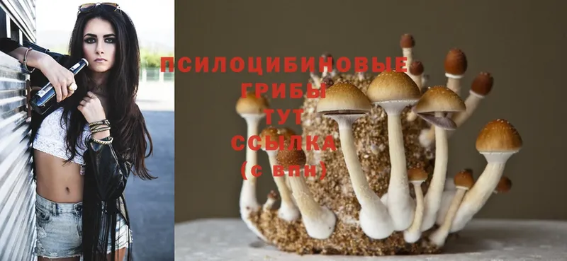 Галлюциногенные грибы Magic Shrooms  как найти наркотики  Белогорск 